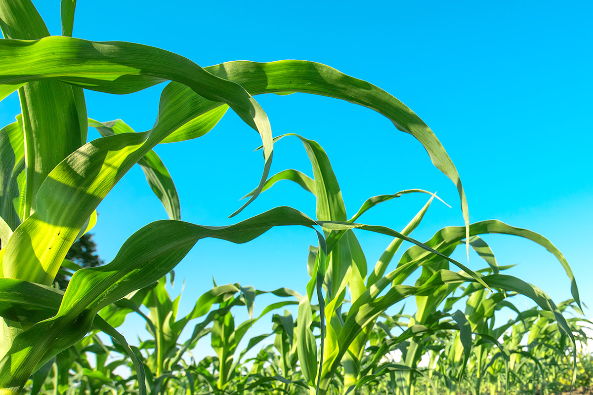 900/ҲݰѾʹû⣬׼ĸ